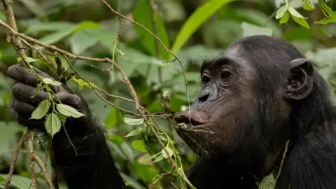 Wild Chimps Ingesting a Daily Dose of an Alcoholic Beverage Each Day from Ripe Produce, Research Finds